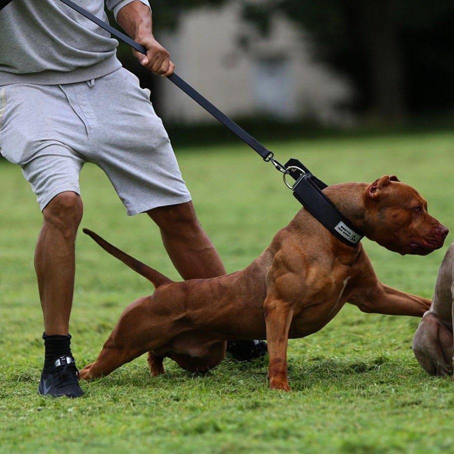 Person walking a brown dog on a leash in a grassy area