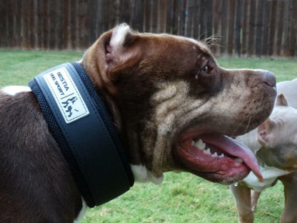 Dog wearing a collar with a visible brand logo in an outdoor setting