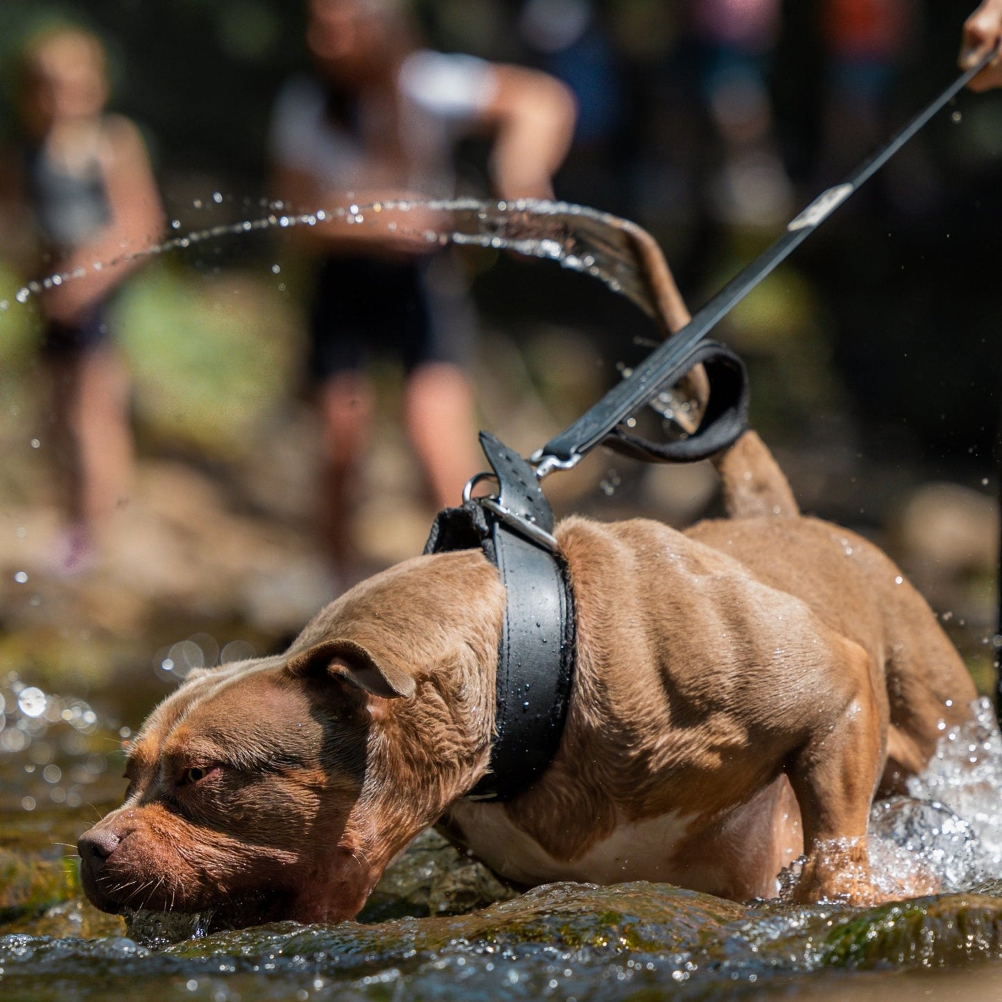 Brown dog on a leash playing in a stream with people in the background