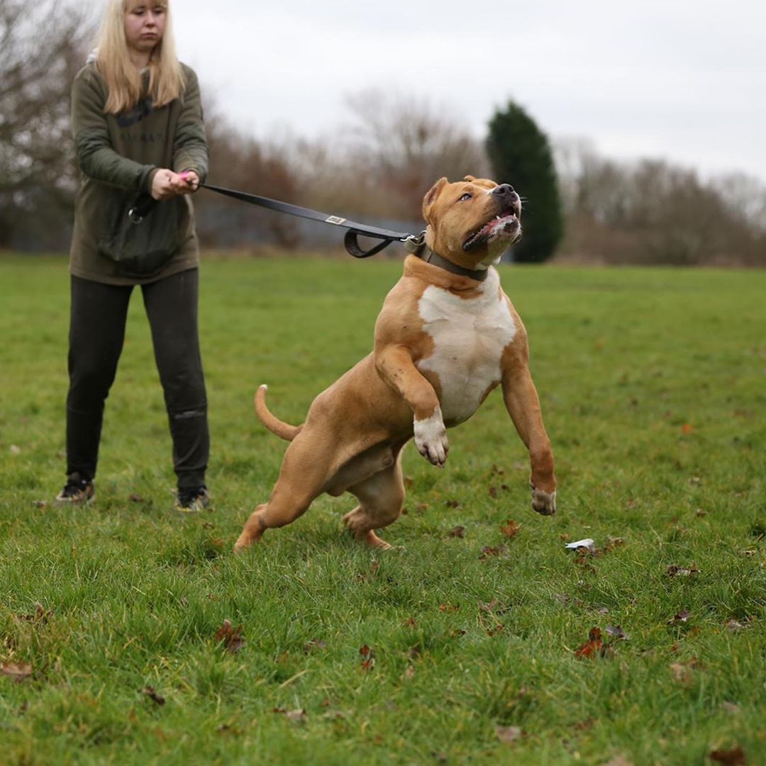 Woman walking a large brown and white dog on a leash in a grassy field.