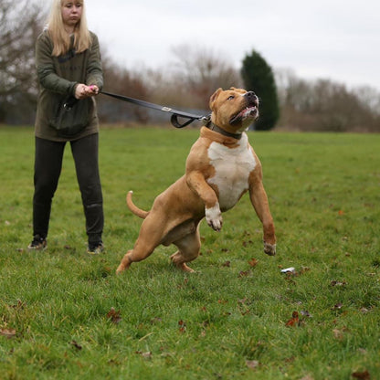 Woman walking a large brown and white dog on a leash in a grassy field.