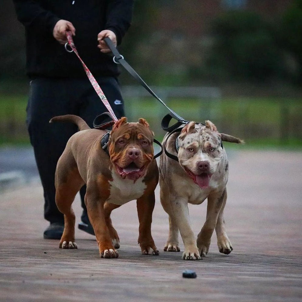 Two large dogs on leashes being walked by a person on a wooden path.