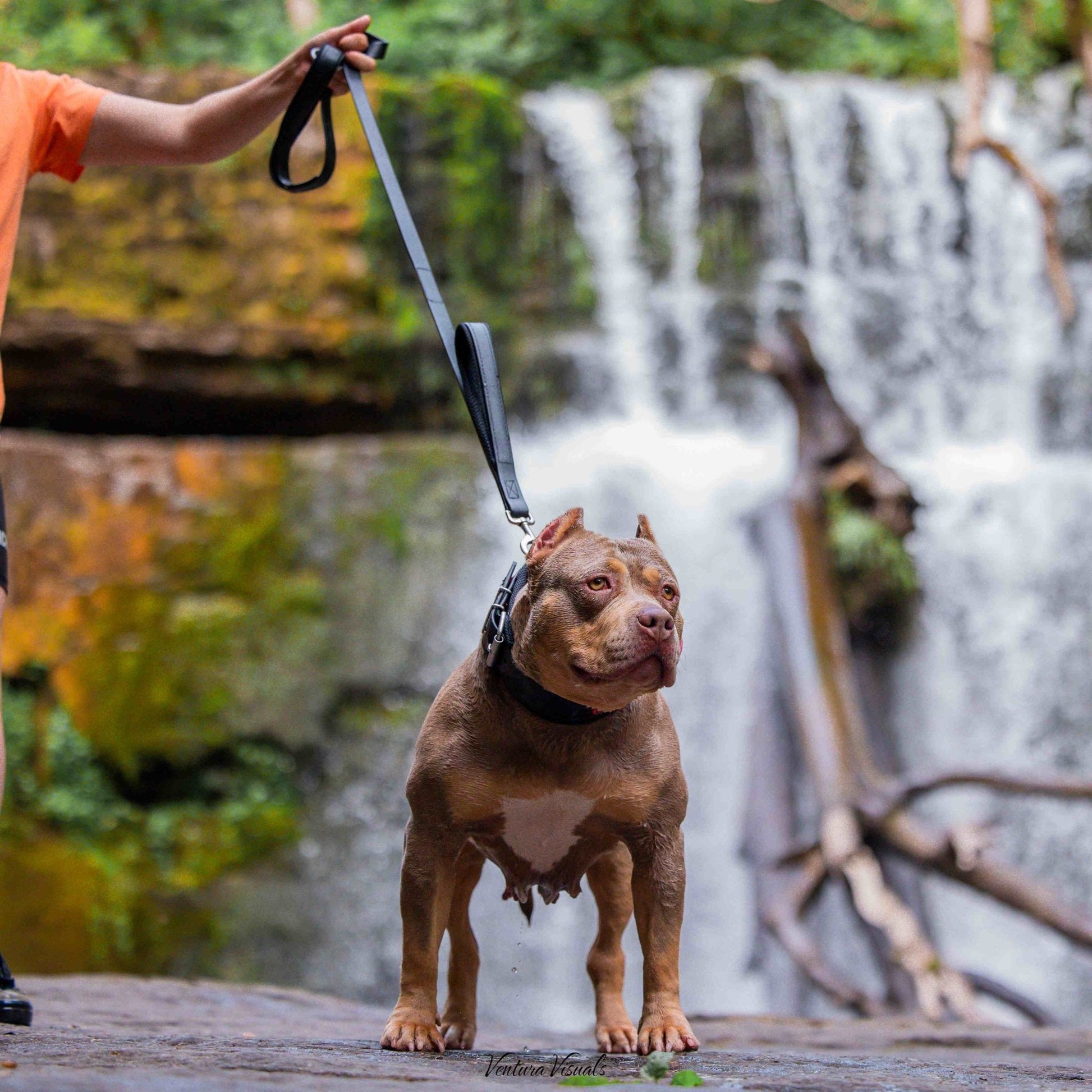 Dog on a leash standing on a wooden platform with a waterfall in the background