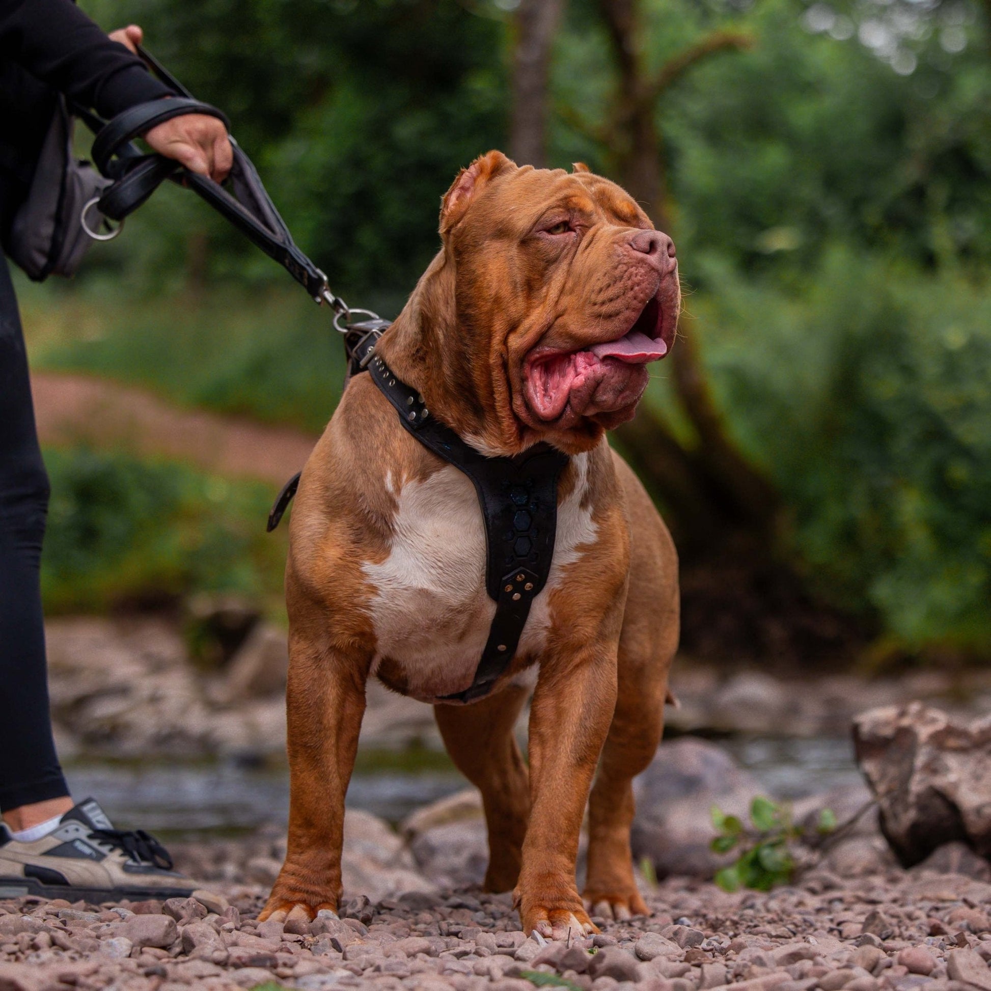 Brown and white dog on a leash standing on rocks with a blurred natural background