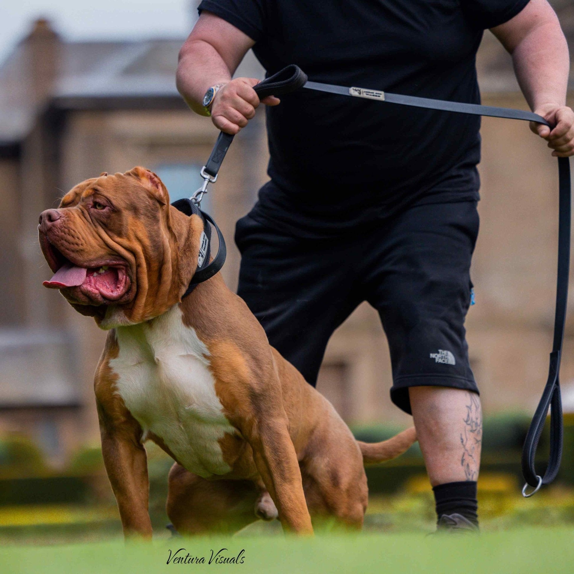 Person walking a large brown dog on a leash in an outdoor setting