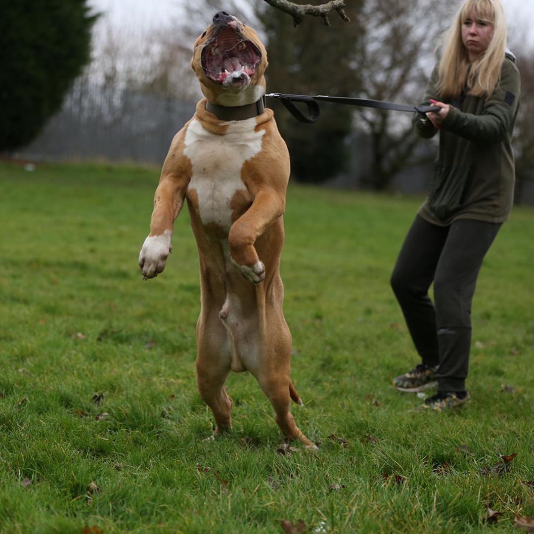 Dog standing on its hind legs in a grassy field with a person holding a leash.