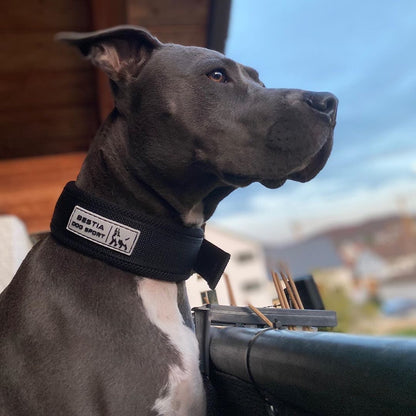 Dog wearing a collar with a brand logo, sitting outdoors.