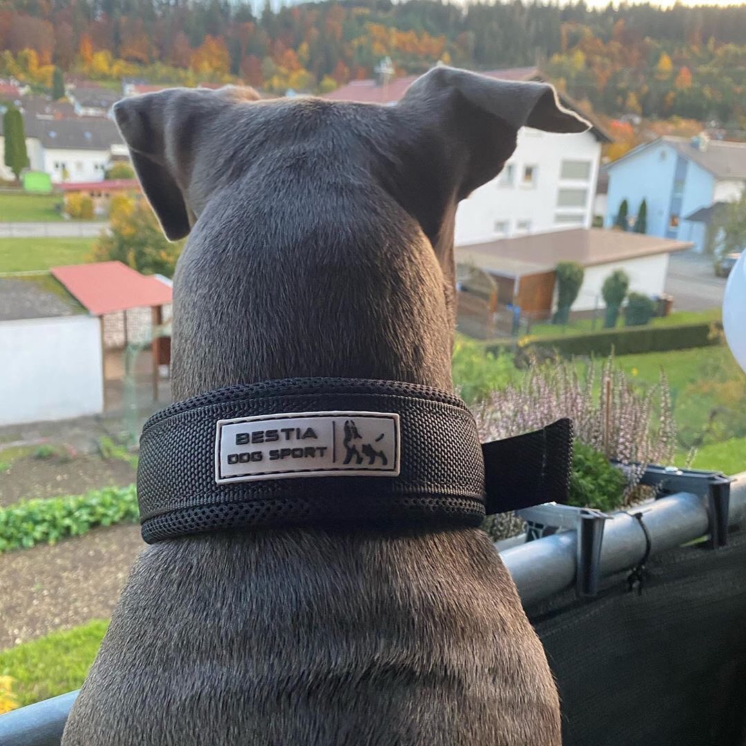 Dog wearing a 'Bestia Dog Sport' collar with a scenic background