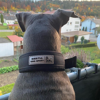Dog wearing a 'Bestia Dog Sport' collar with a scenic background