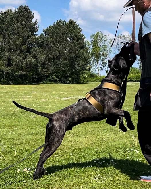 Black dog on a leash jumping in a grassy field with trees in the background