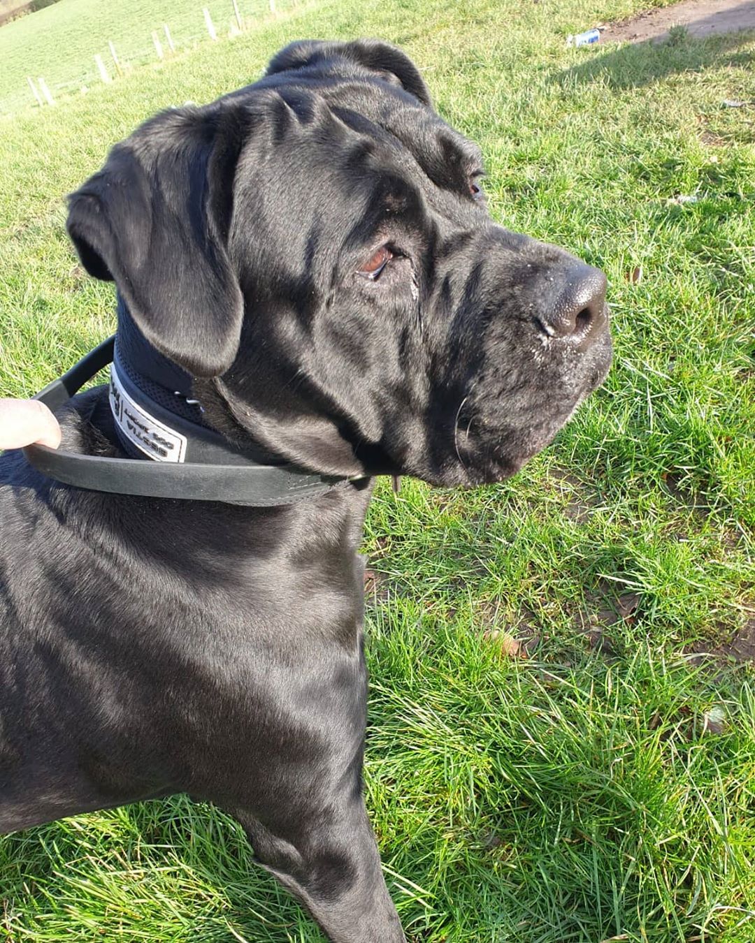 Black dog on a leash standing on grass
