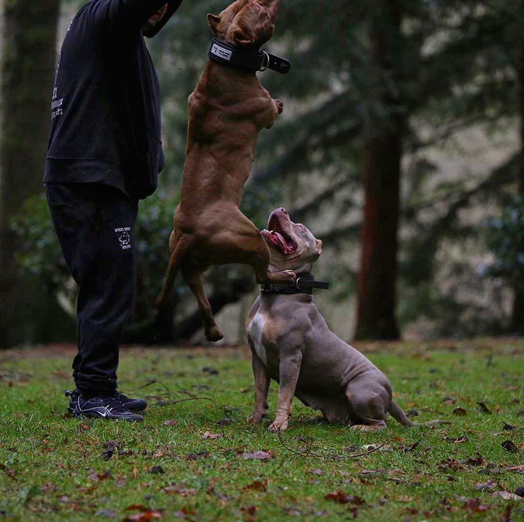 Two dogs interacting with a person in an outdoor setting