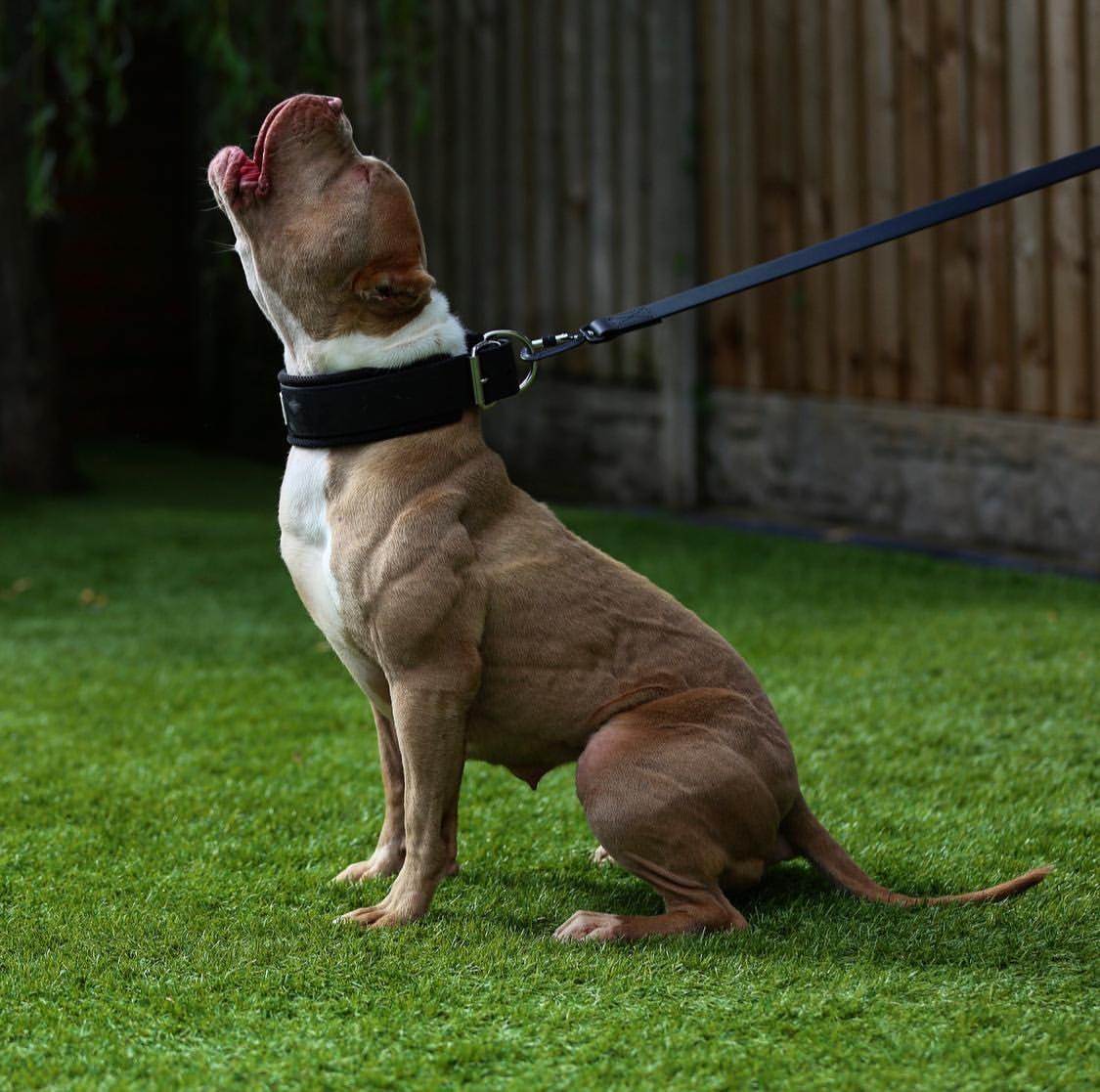 Dog on a leash sitting on grass with a wooden fence in the background