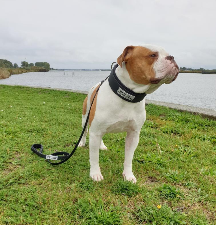 Dog standing on grass by a body of water wearing a black collar with visible branding.