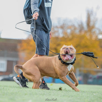 Dog on a leash with a person in the background, outdoors.