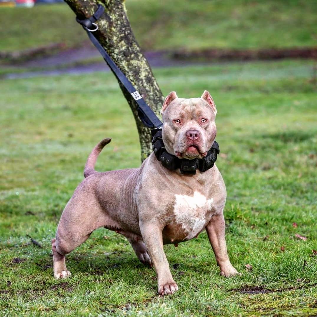 Dog on a leash standing on grass with a tree in the background