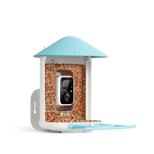 Bird feeder with a camera and blue roof on a black background