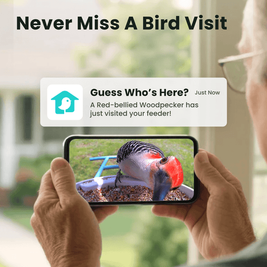 Person holding a smartphone with a bird-watching app showing a Red-bellied Woodpecker at a feeder.