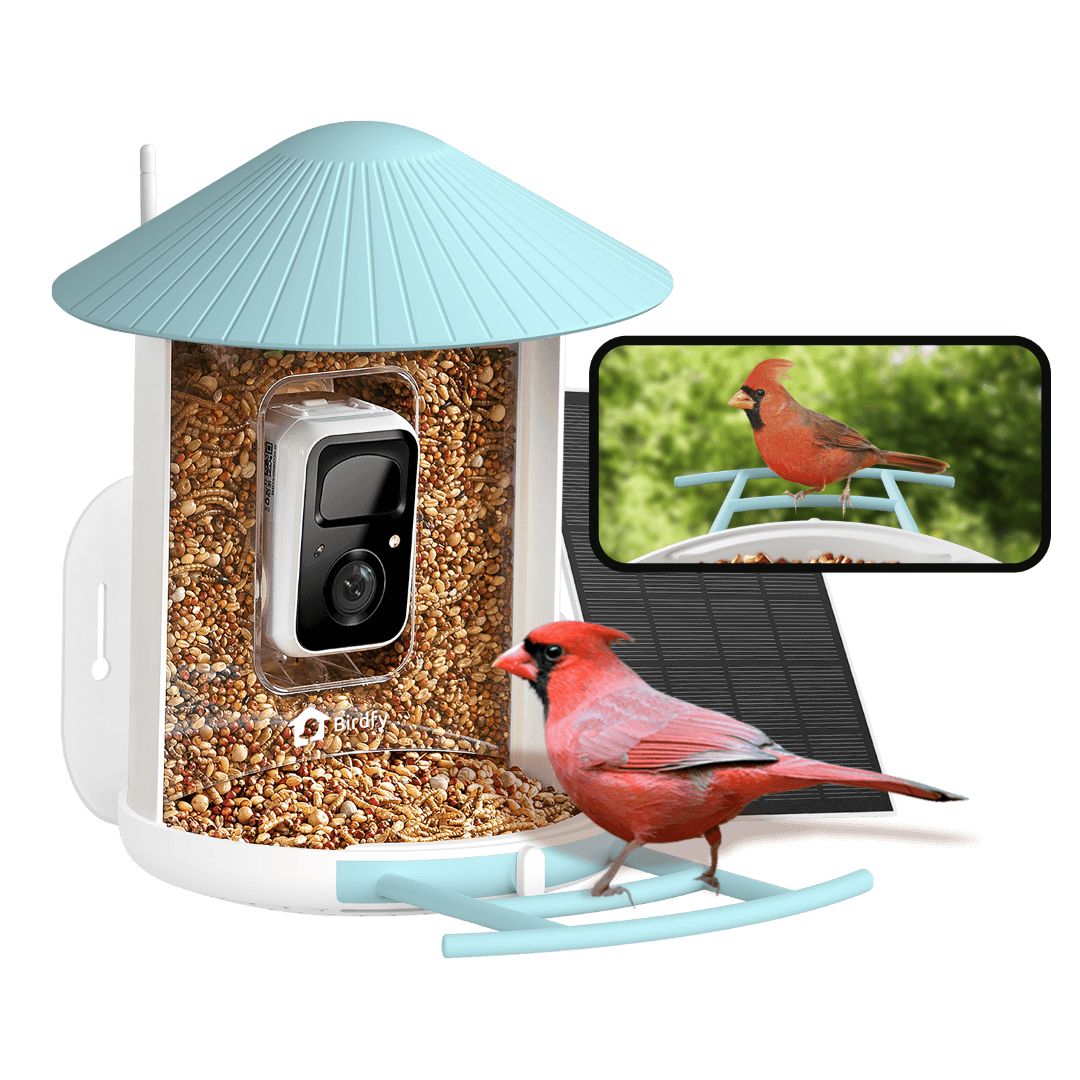 Bird feeder with camera and bird seeds, featuring a red cardinal on a screen.