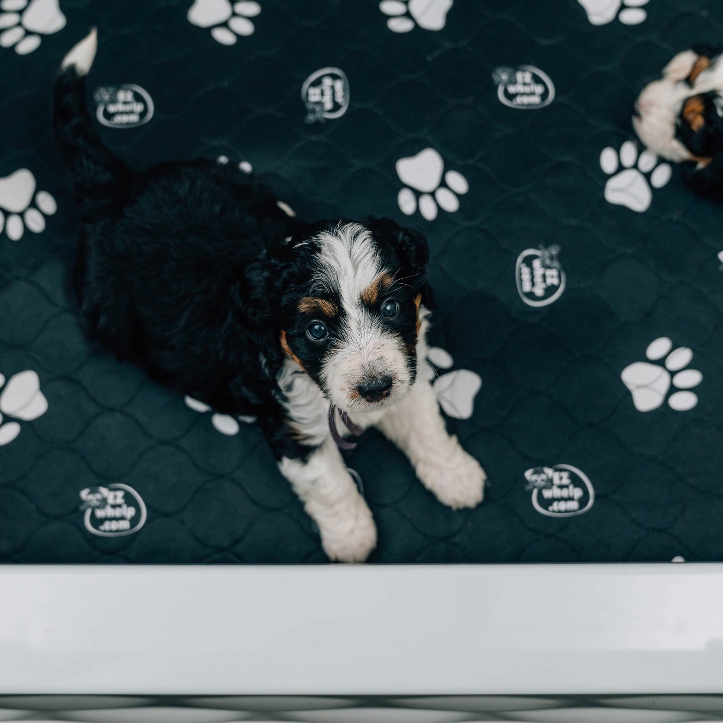 Puppy on a dark quilt with paw prints and visible branding