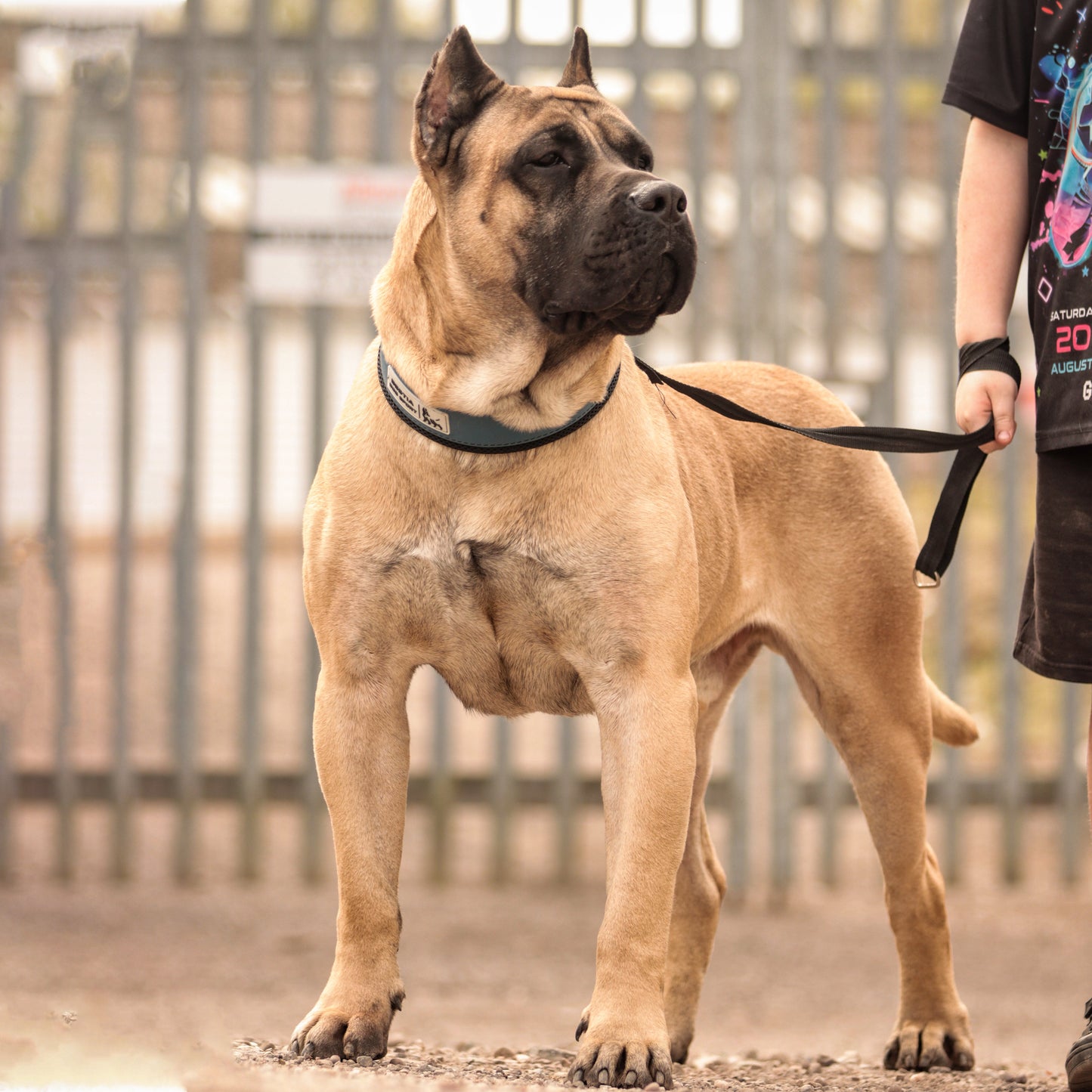 Large dog on a leash with a blurred background