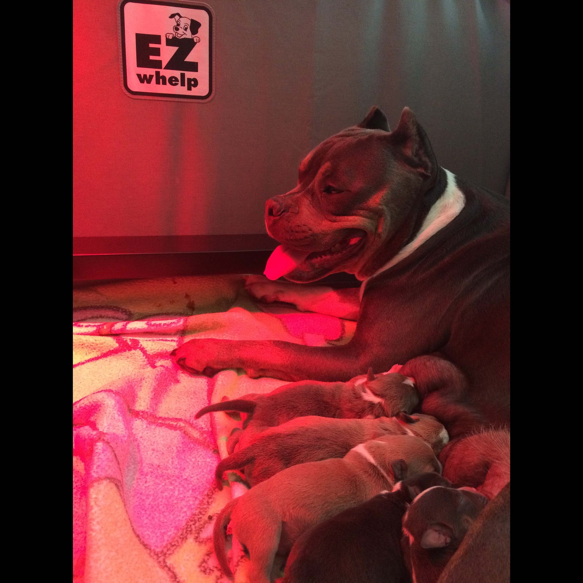 Dog lying with puppies on a blanket, with an 'EZ Whelp' sign in the background.