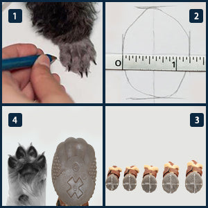 Step-by-step process of measuring and stamping animal hooves.