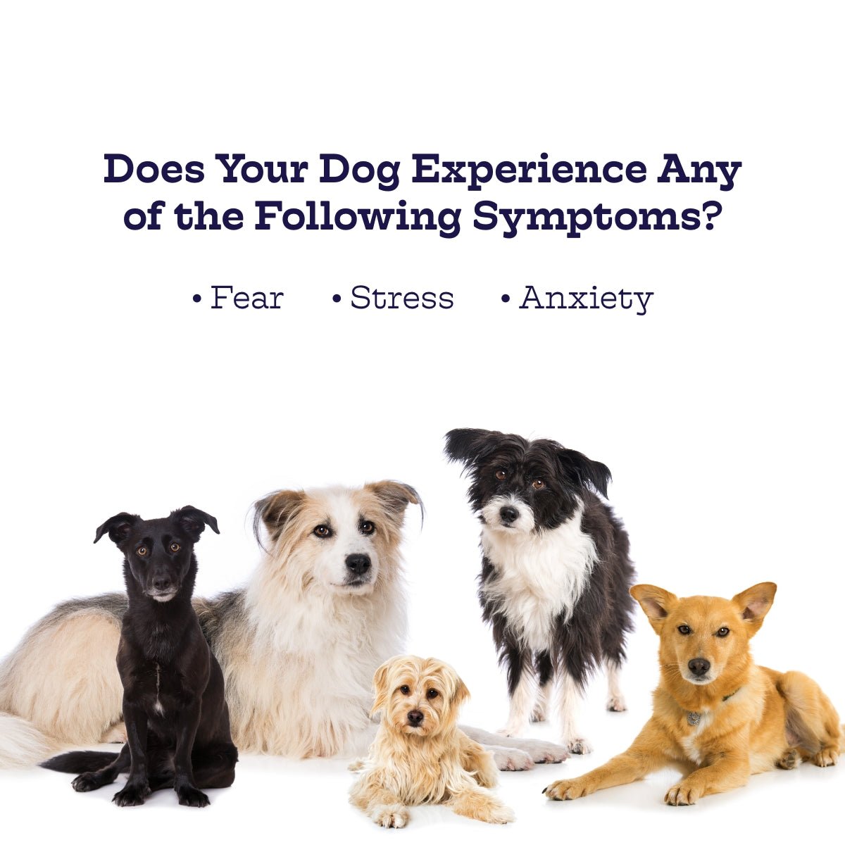 Five dogs of different breeds on a white background with text about dog symptoms.
