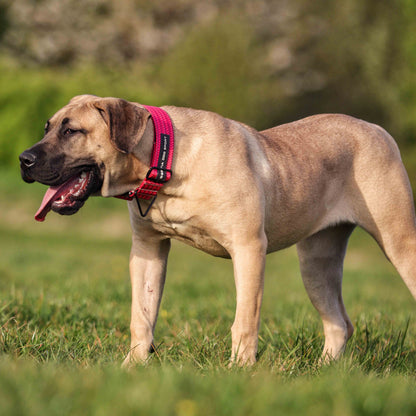 Dog wearing a pink collar standing on grass with a blurred natural background