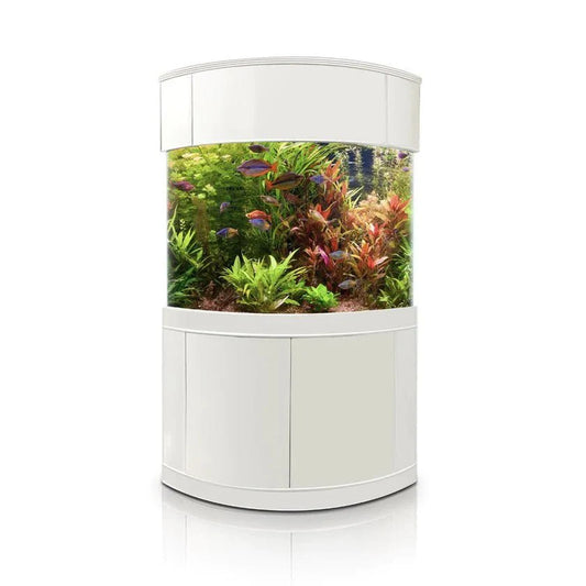 Round aquarium with fish and plants on a white background