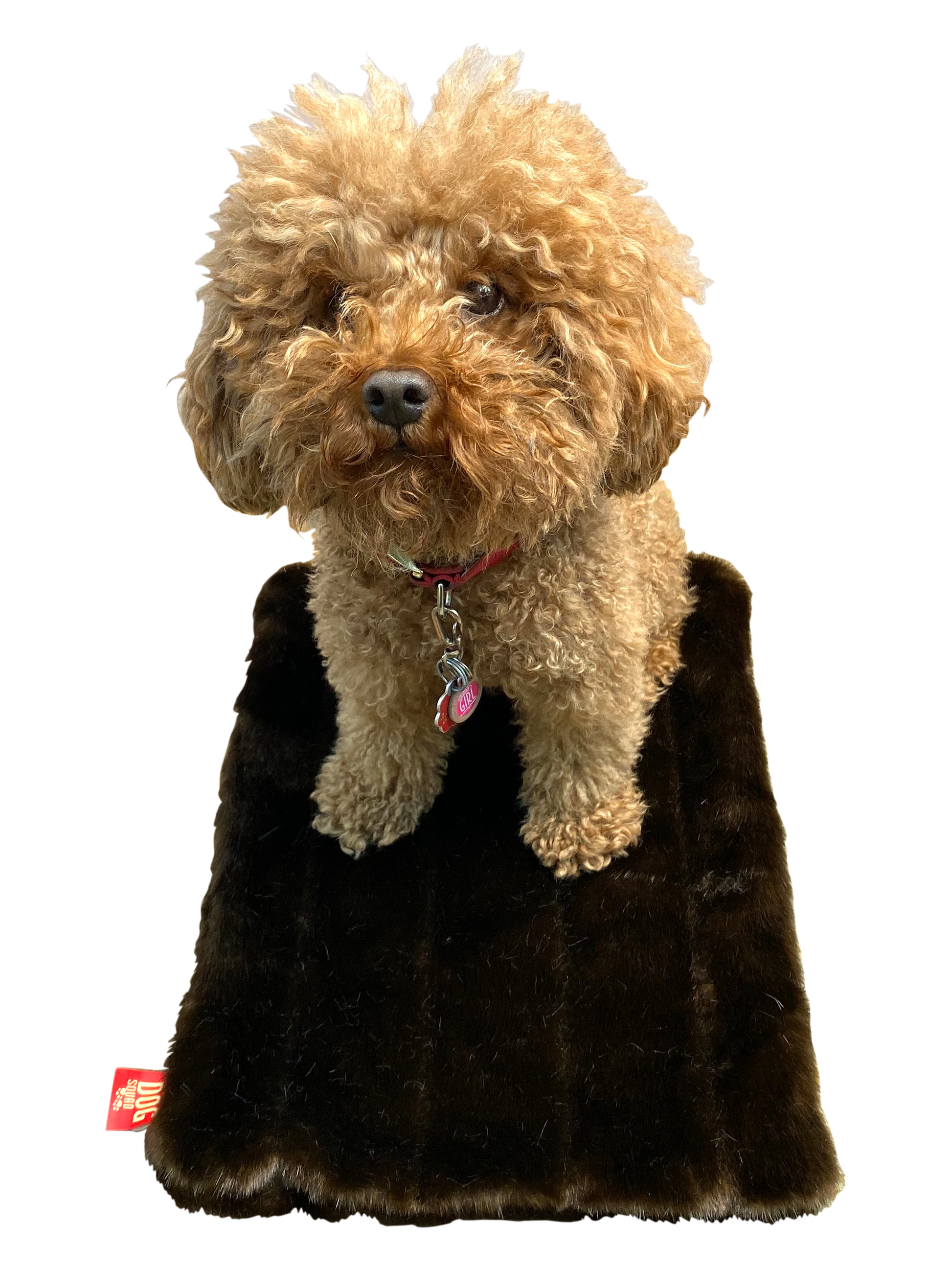 Small dog wearing a black fur coat on a white background