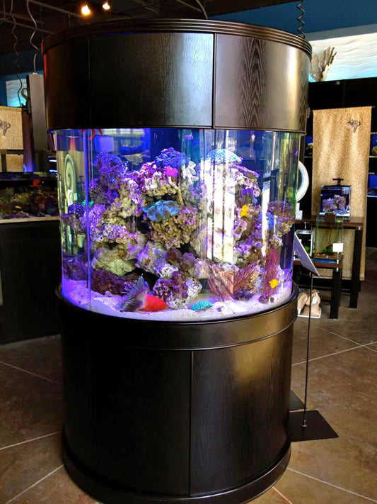Large cylindrical aquarium with a vibrant underwater scene on display indoors.
