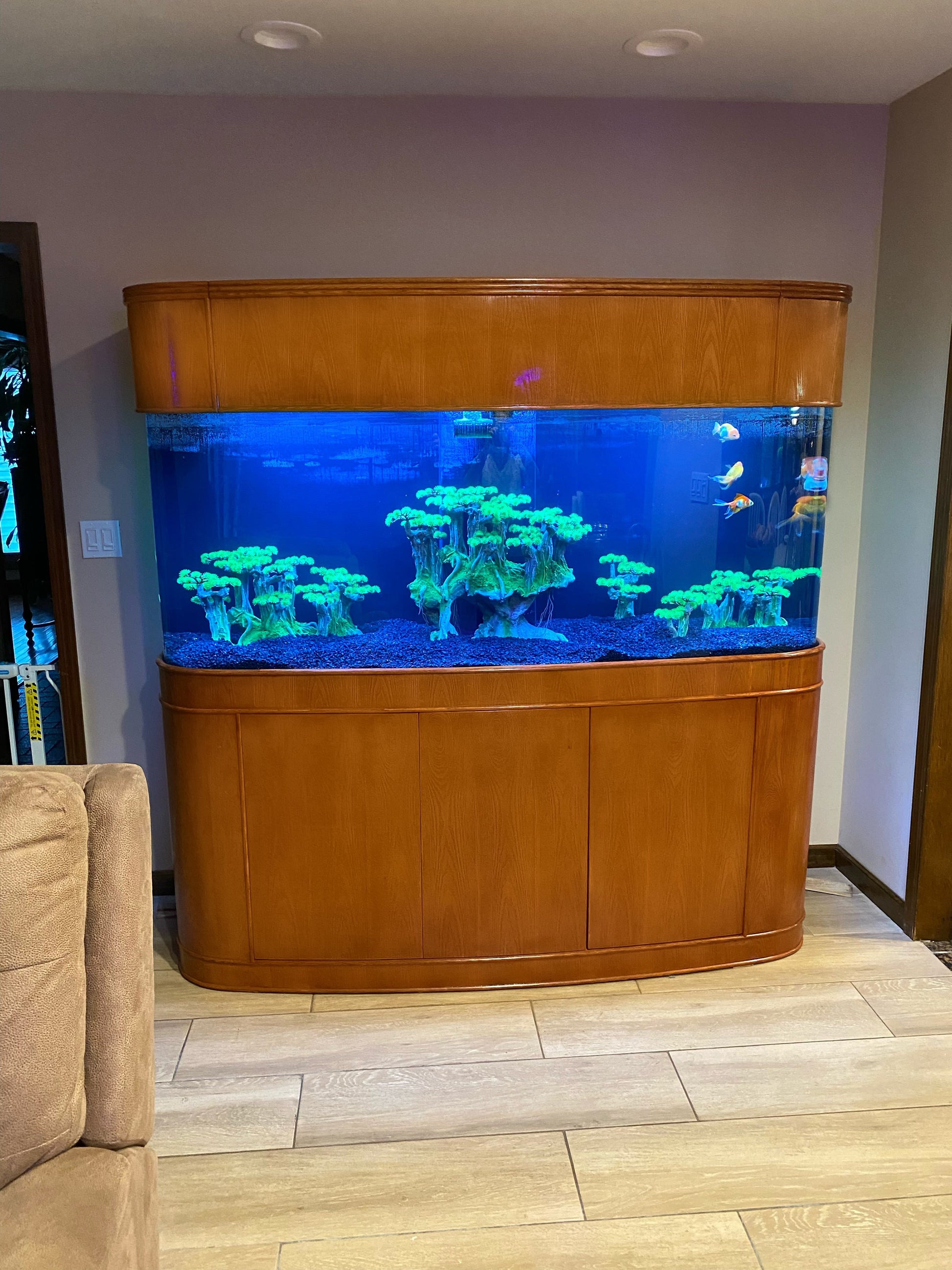 MONSTER TANK! 380 Gallon Seamless Glass Bowfront Reef-Ready Aquarium