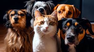 Four dogs and a cat standing close together