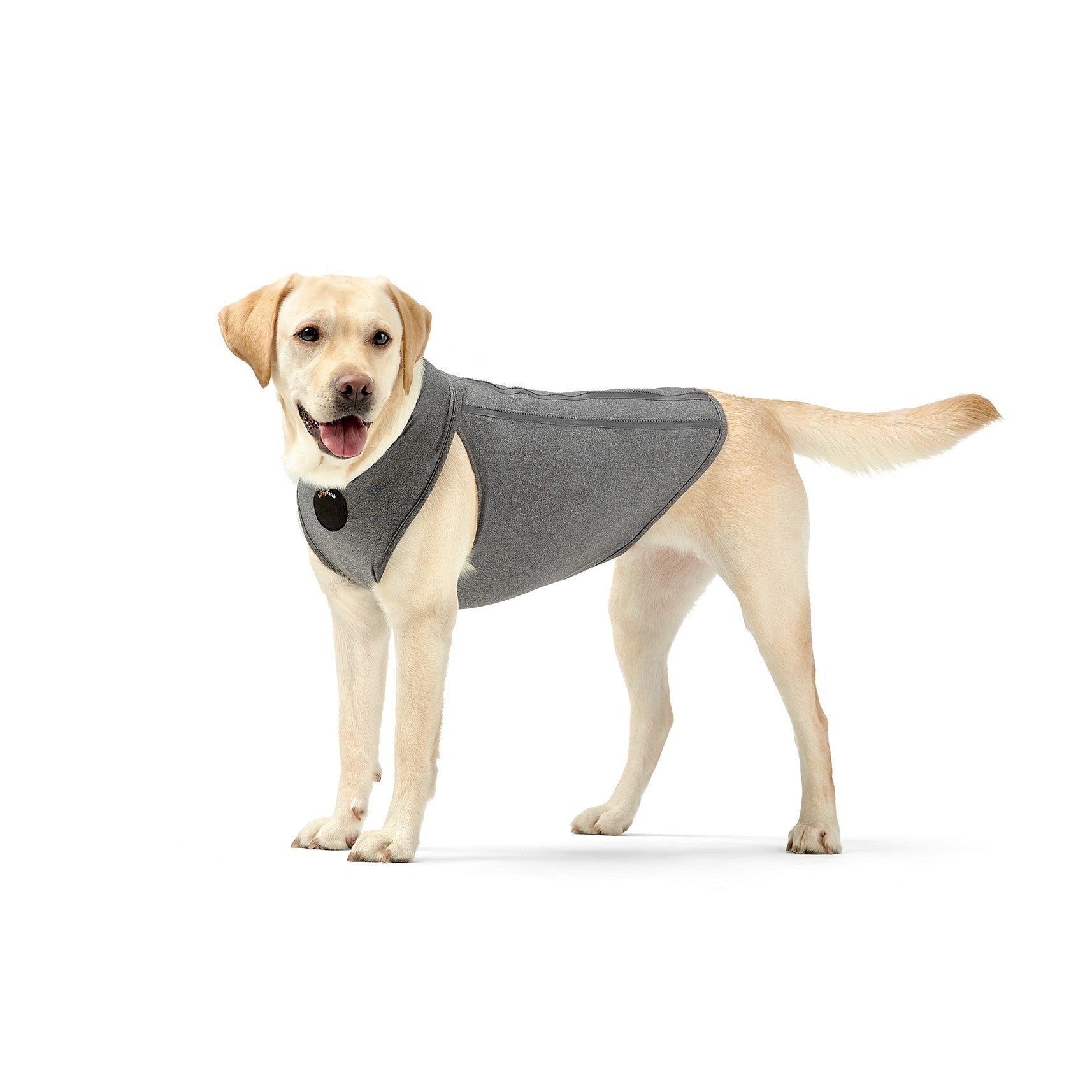 Dog wearing a gray sweater on a white background