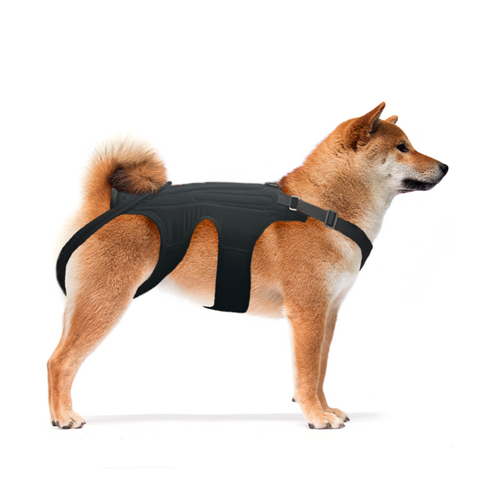 Dog wearing a black harness on a white background