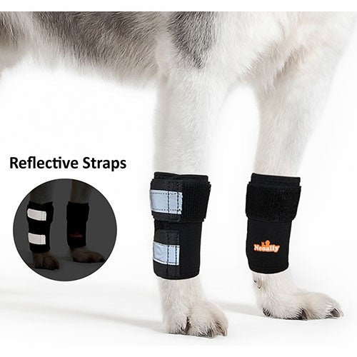 Dog's leg with black reflective straps on a white background