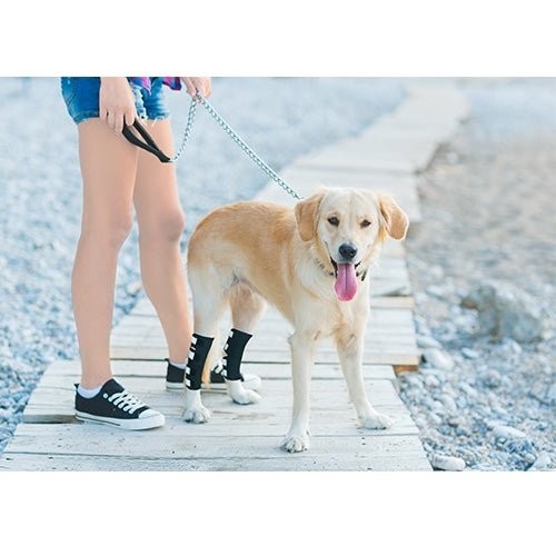 Person walking a dog on a leash along a wooden boardwalk by a body of water.