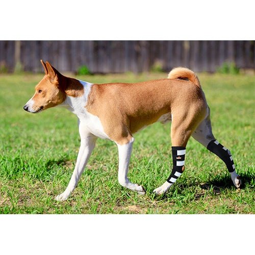 Dog walking on grass wearing black and white striped socks.
