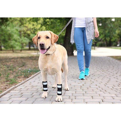 Dog wearing black bandages on front paws walking on a path with a person in the background.