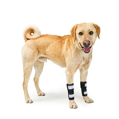 Dog wearing black bandages on front legs against a white background