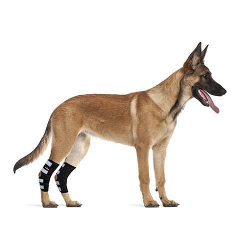 Dog wearing black bandages on front legs against a white background