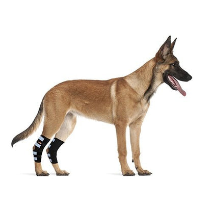 Dog wearing black bandages on front legs against a white background