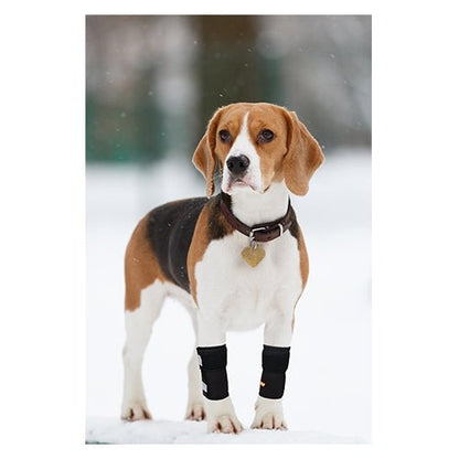 Dog wearing black leg wraps standing in the snow