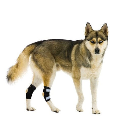 Dog wearing black bandages on front legs against a white background