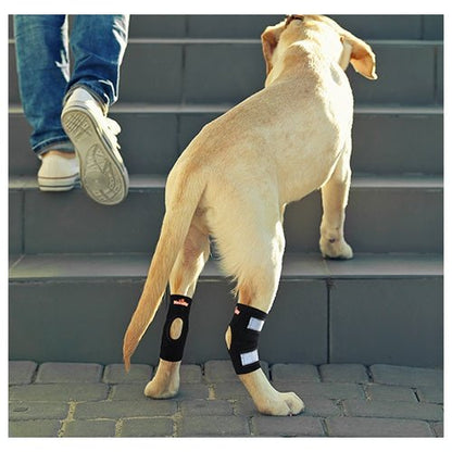 Dog wearing a front leg brace standing on steps with a person's foot in the background.