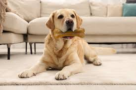 Dog lying on a carpet with a bone toy in a living room setting