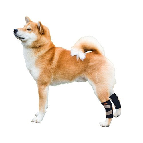 Dog wearing black bandages on its front legs against a white background