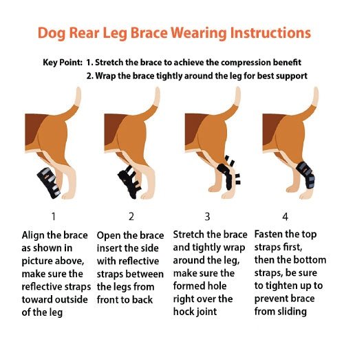 Instructions for wearing a dog rear leg brace with illustrations and text.