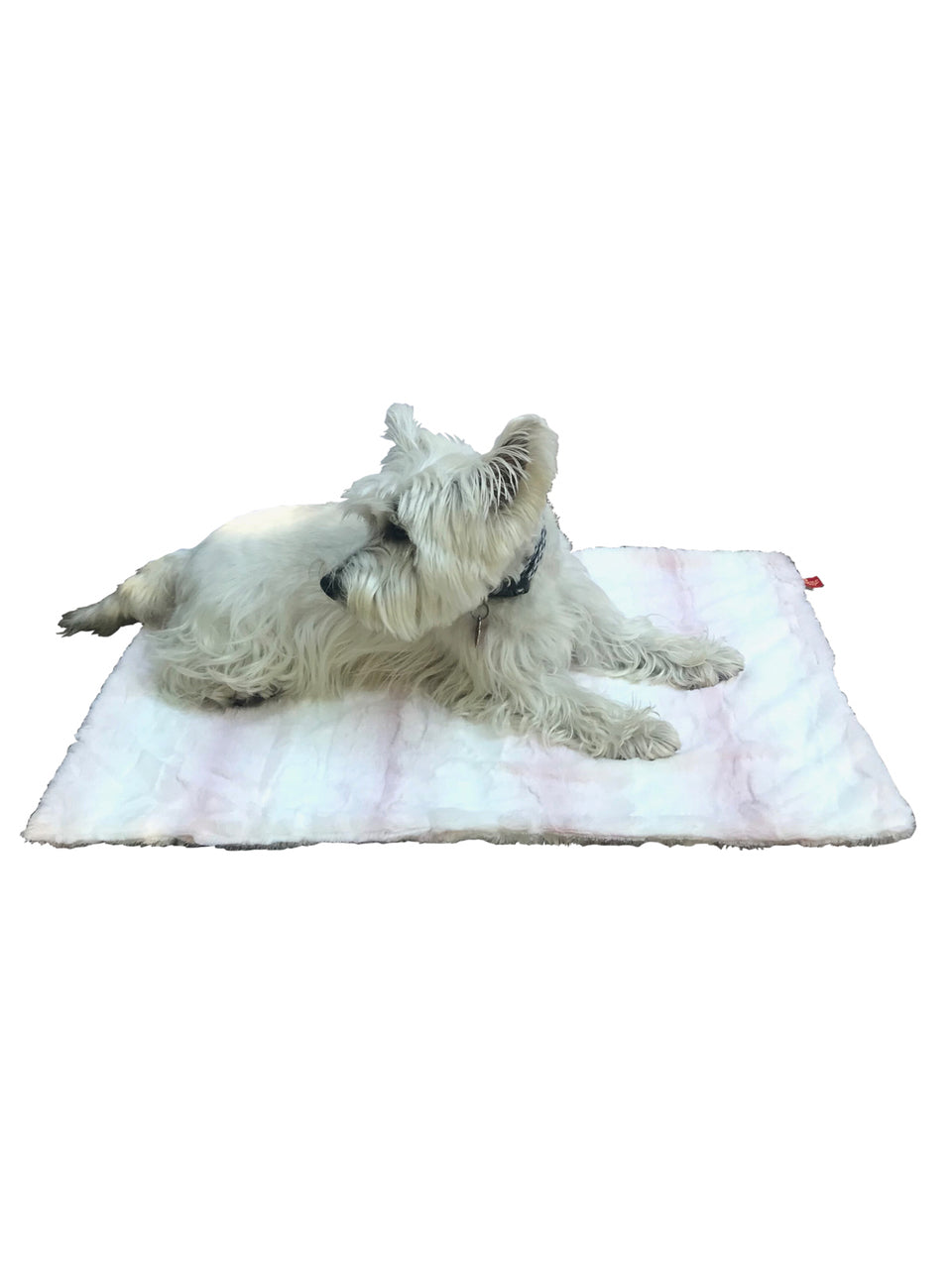 Small white dog lying on a pink blanket with a white background